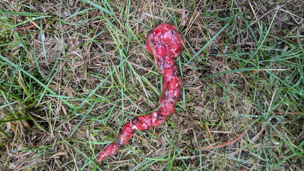 Het lijkt wel een worm, maar het is poep (foto: Lotte Hendrikx).