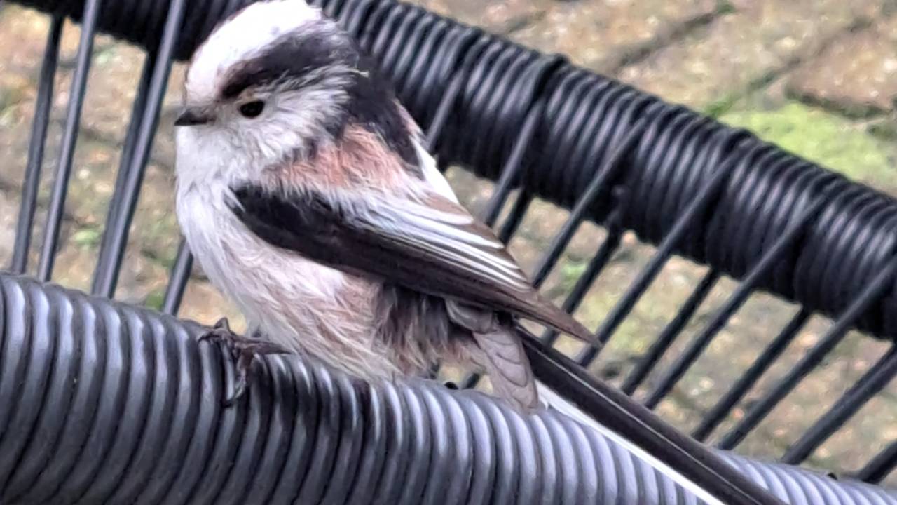 Staartmees tikt tegen het raam en ene spiegel in de tuin, omdat hij/zij denkt dat daar een concurrent zit. (foto Hetty van Veghel)