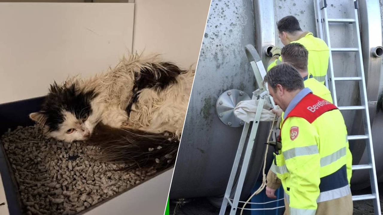 De dierenambulance wist de kat uiteindelijk te redden (Foto: Dierenambulance Hokazo.)