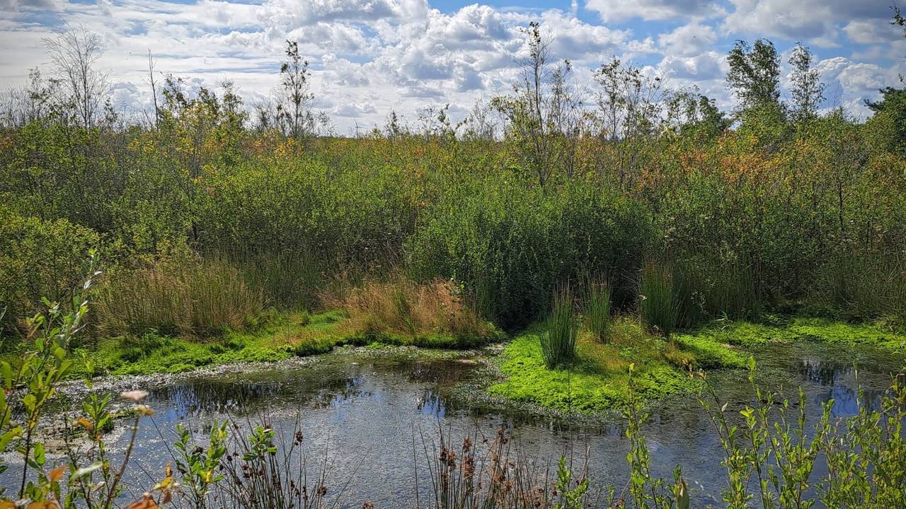 Het felgroene is veenmos, het belangrijkste plantje in een hoogveengebied (foto: Martijn van der Linden).
