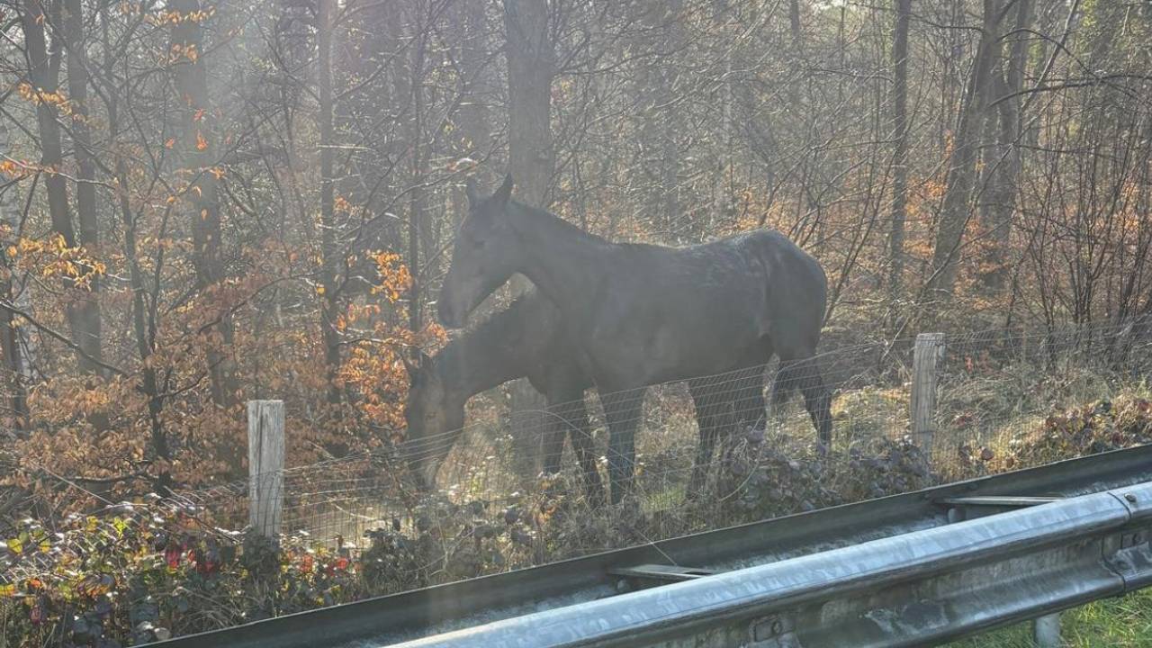 Foto: Rijkswaterstaat Verkeersinformatie/X.