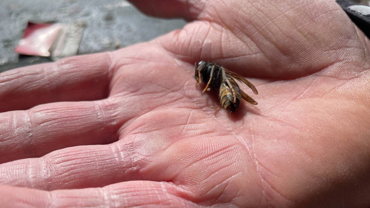 Een dode Aziatische hoornaar, een koningin