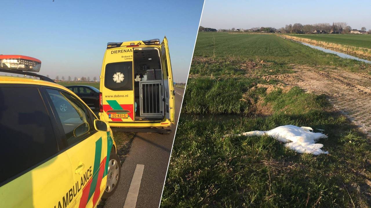 De dierenambulance heeft de overleden zwaan meegenomen (foto's: Dierenambulance Brabant Noord-Oost).