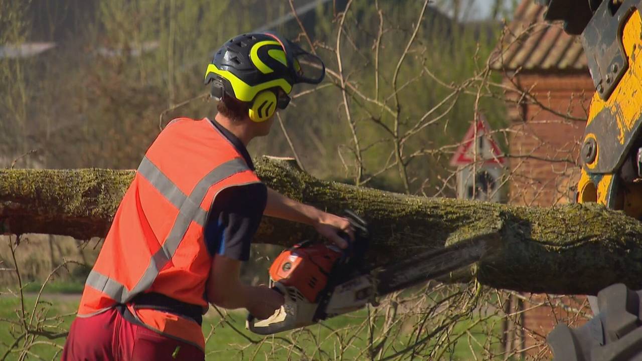 De bomen worden vrijdagochtend gekapt (foto: Omroep Brabant).
