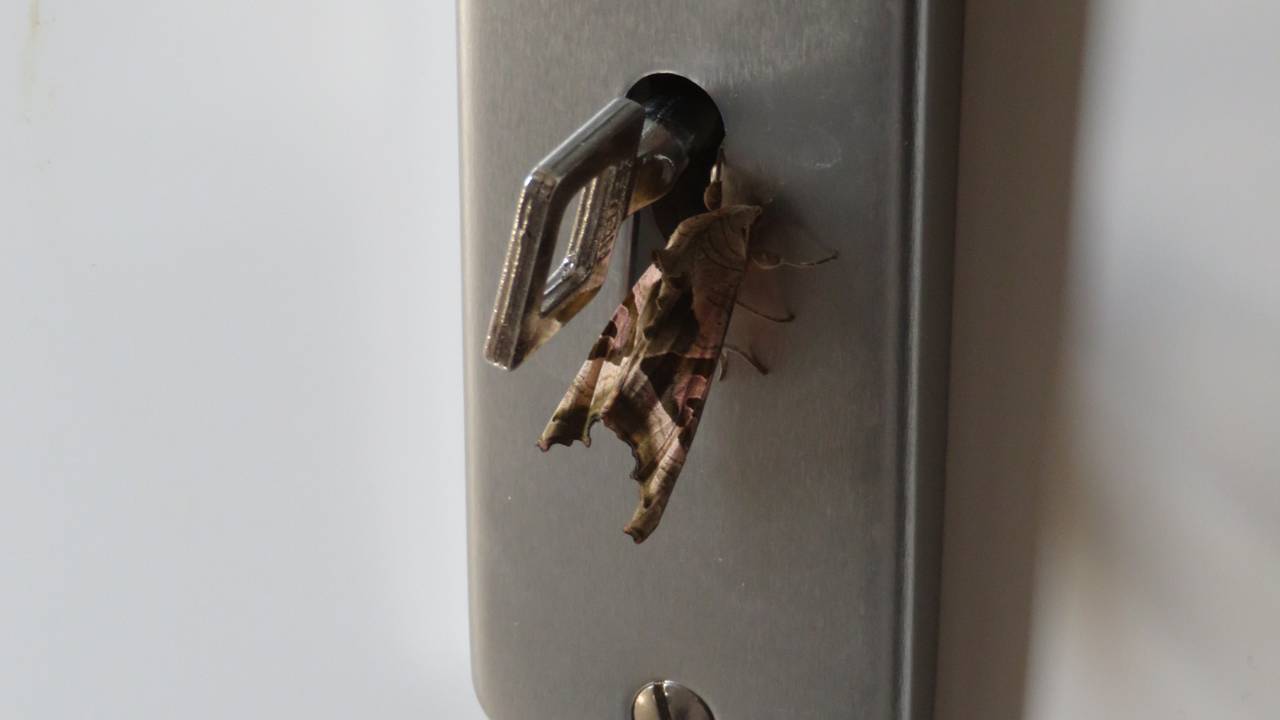 Welke nachtvlinder zit naast de sleutel? (foto: Jovanka van Delft)