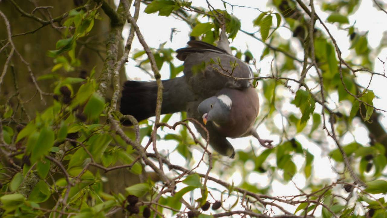 Foto: Harrie Grijseels/Persbureau Heitink.