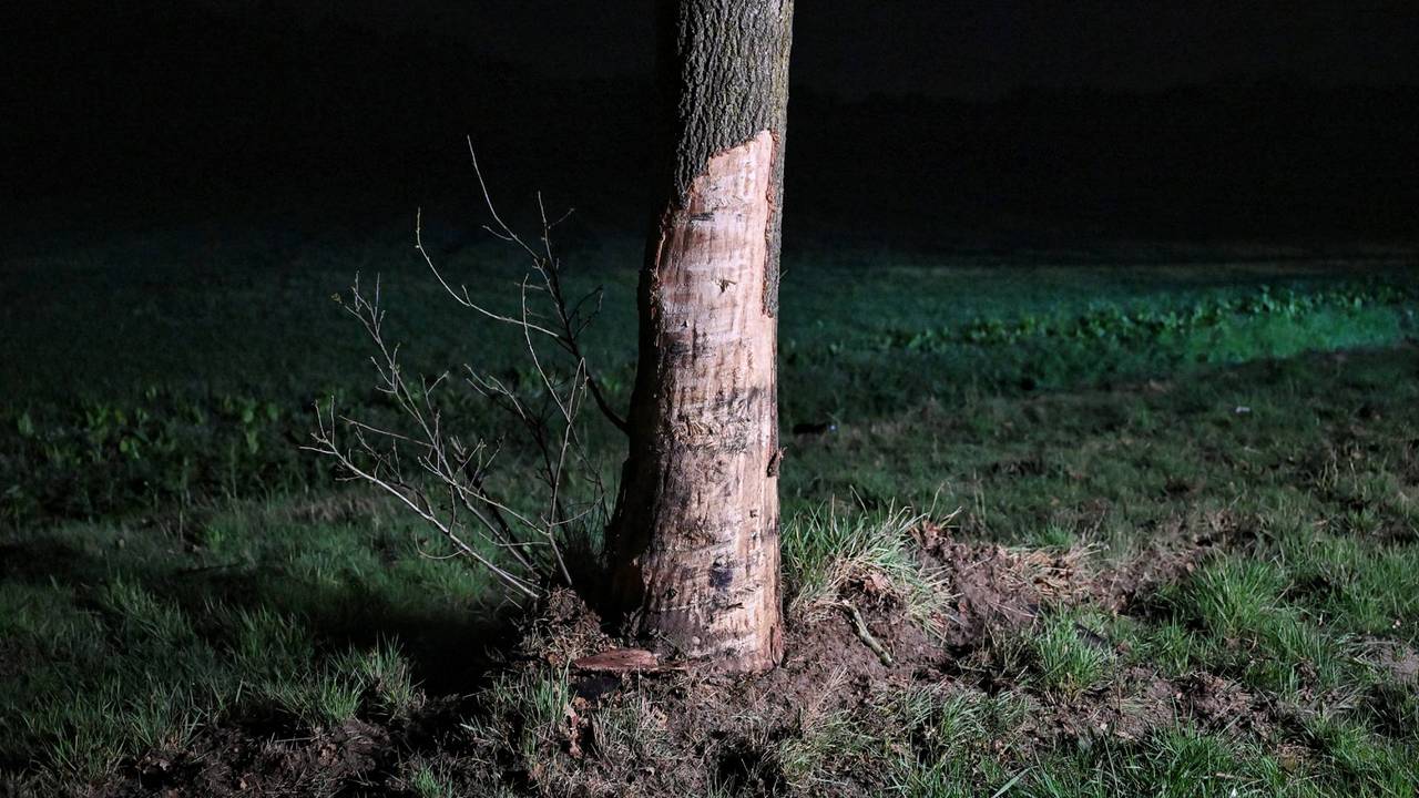 Foto: Toby de Kort/Persbureau Heitink.