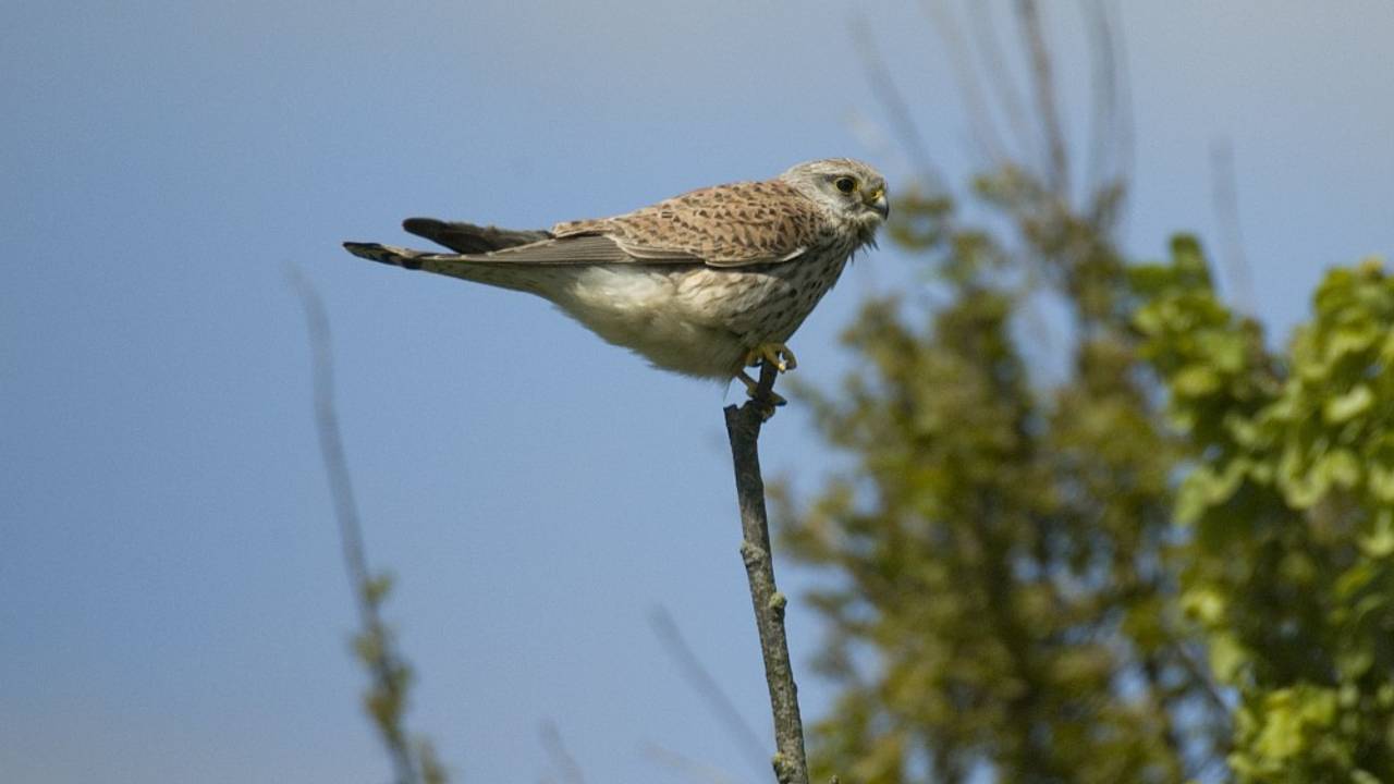 Een torenvalk (foto: Saxifraga/Marijke Verhagen).