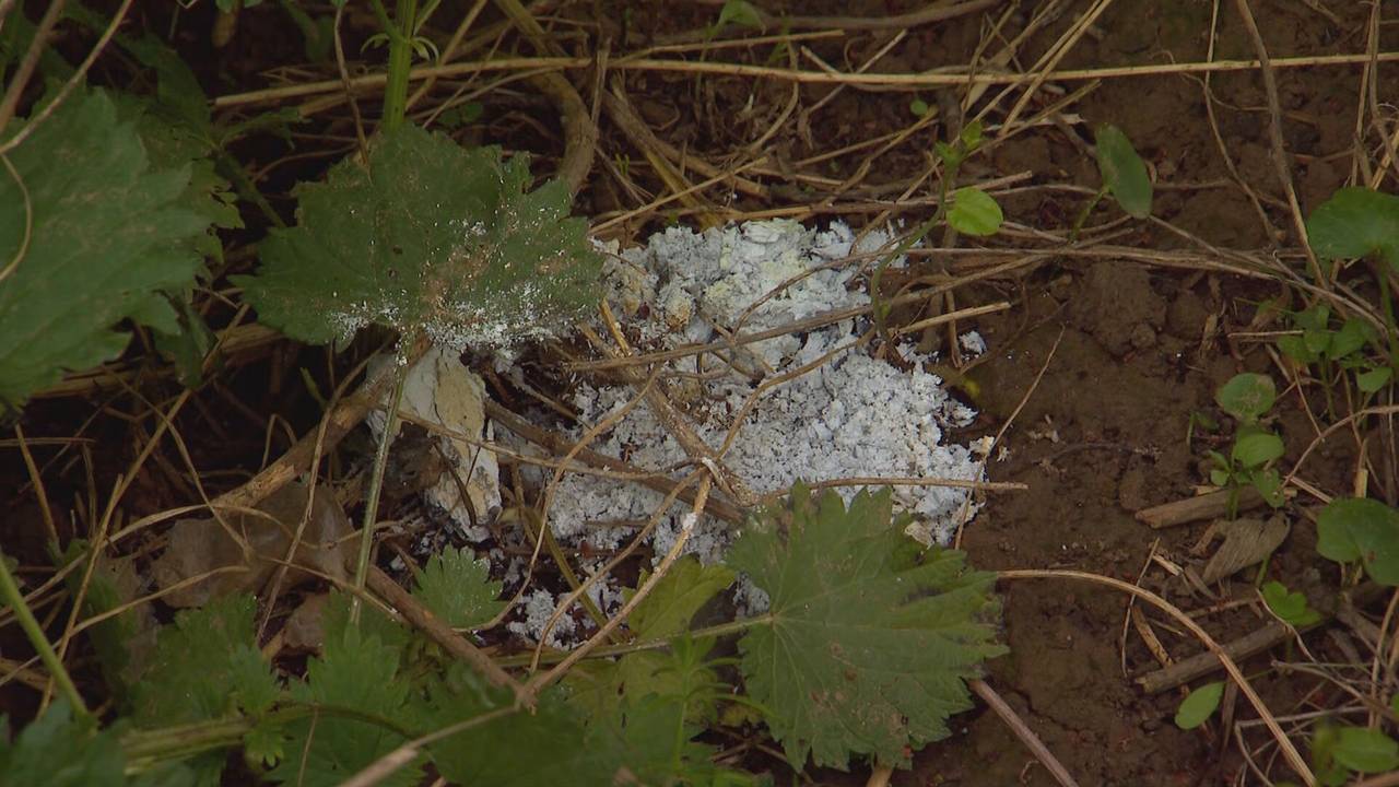 Het witte spul dat op vele plekken is gevonden (foto: Omroep Brabant).