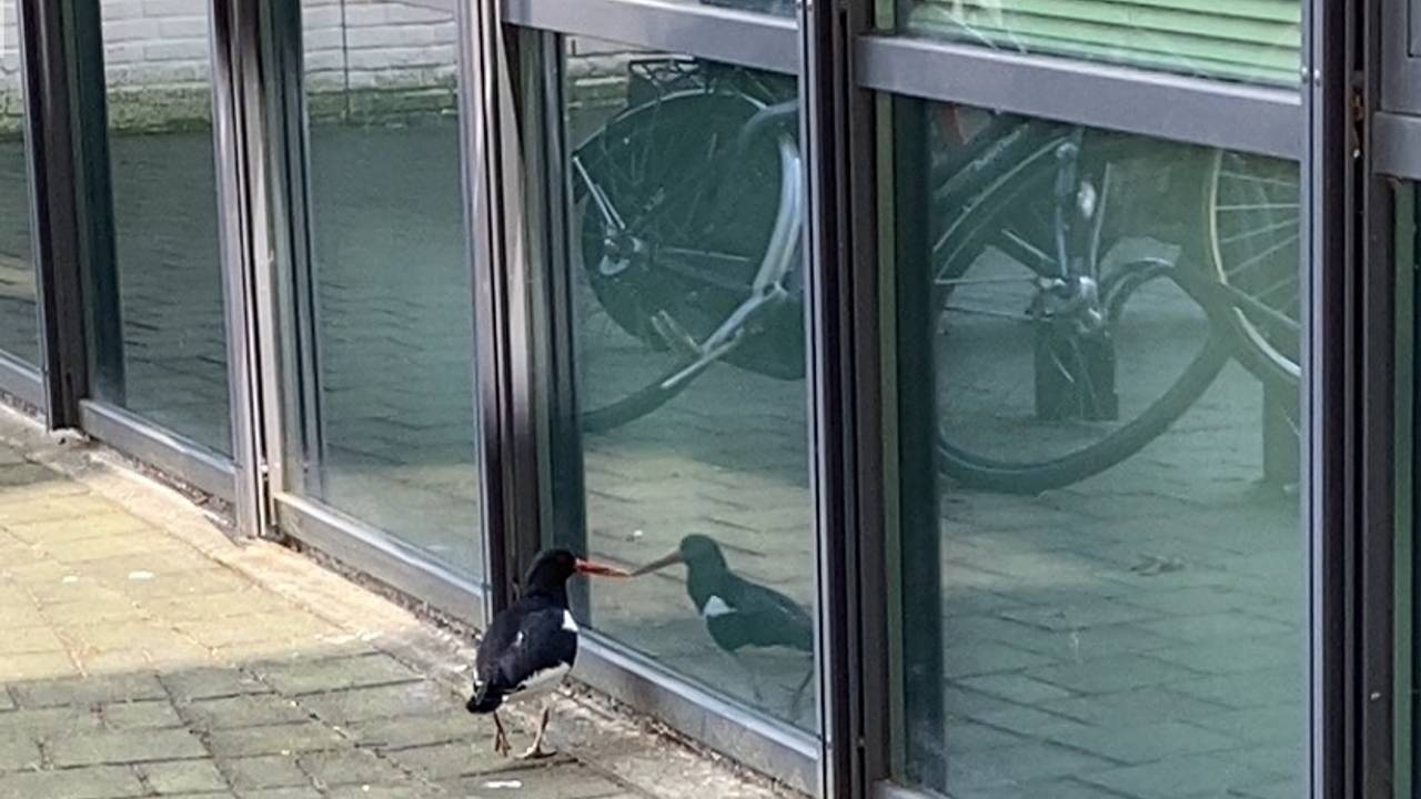 Een scholekster met spiegelbeeld (foto: Jolanda Kantelberg).