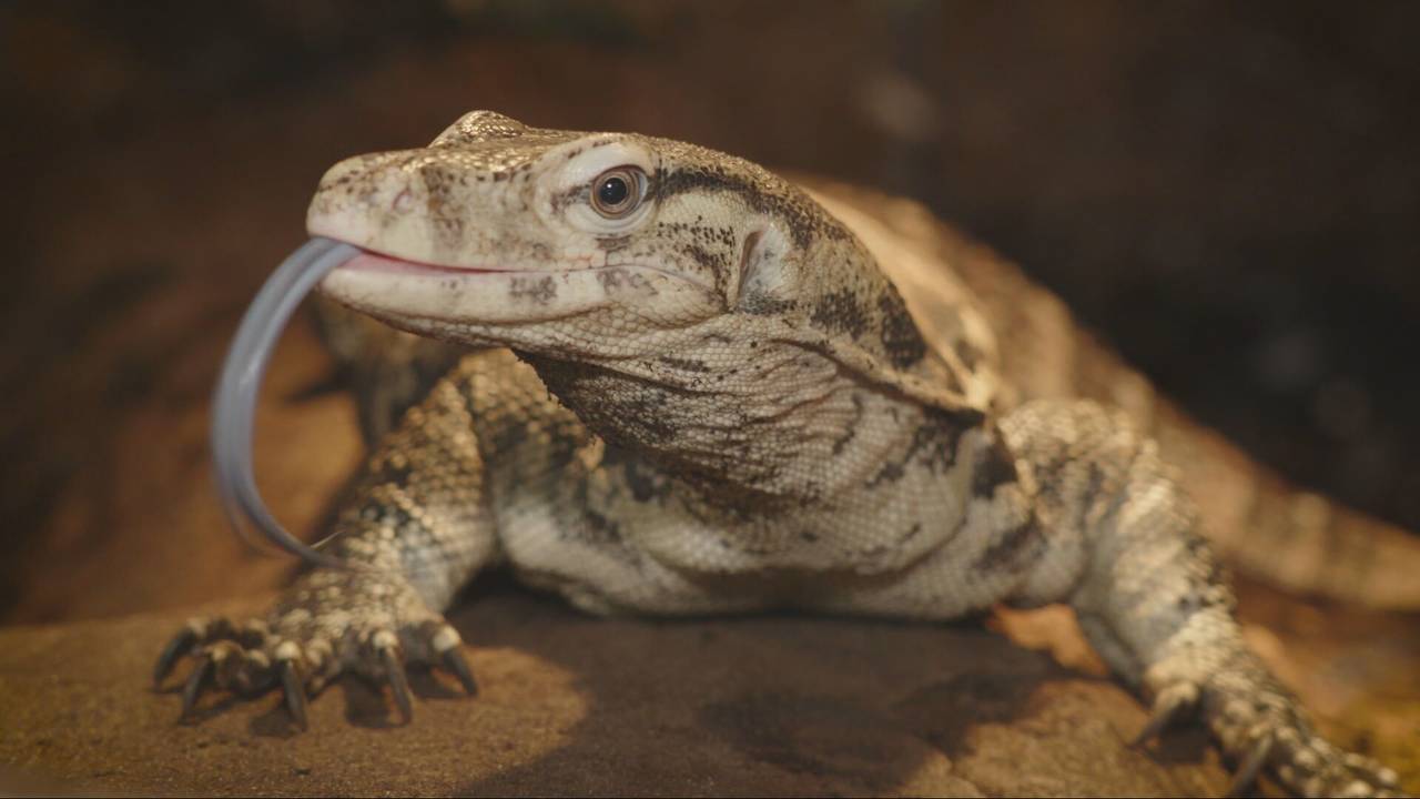 De Tilburgse watervaraan (beeld: Omroep Tilburg).