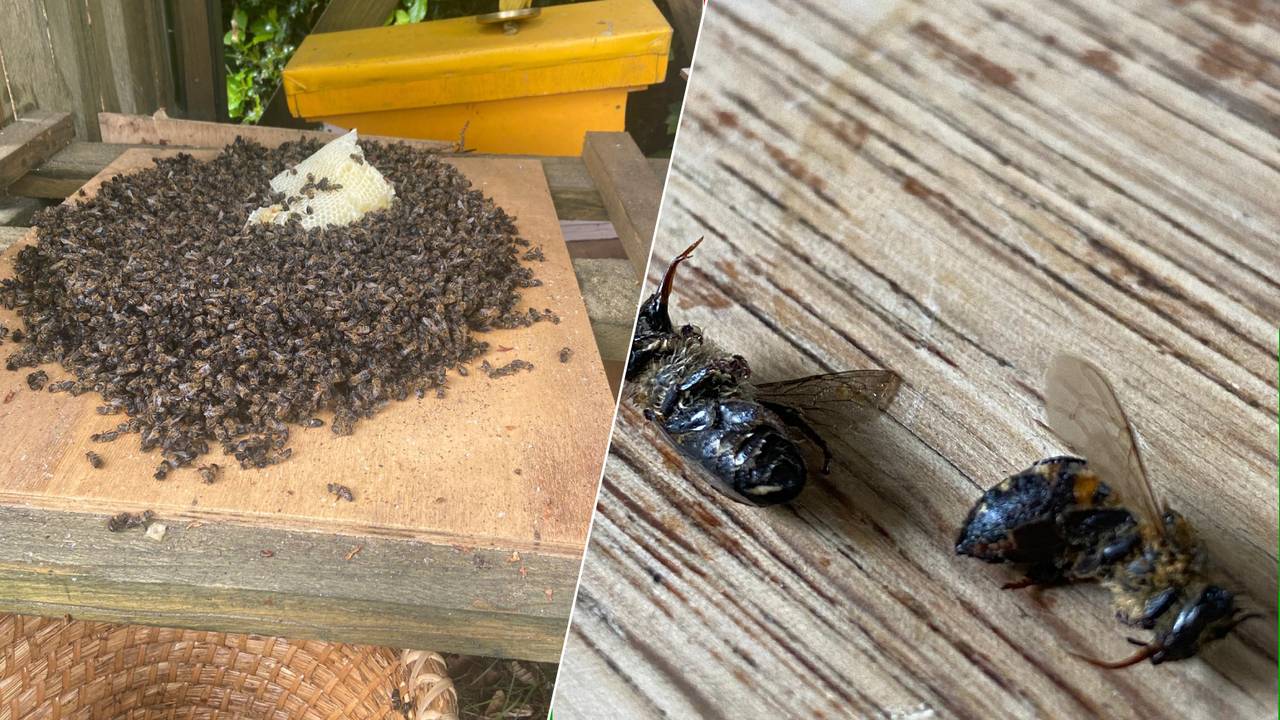 De bijen lagen dood onderin de korf en staken hun tong uit (foto: Marcel Horck).