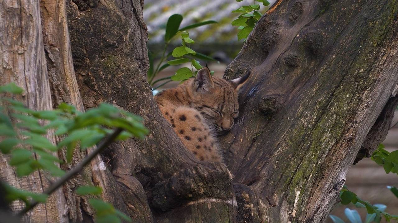 De jonge lynx ontsnapte in mei uit de dierentuin (foto: Eindhoven Zoo).