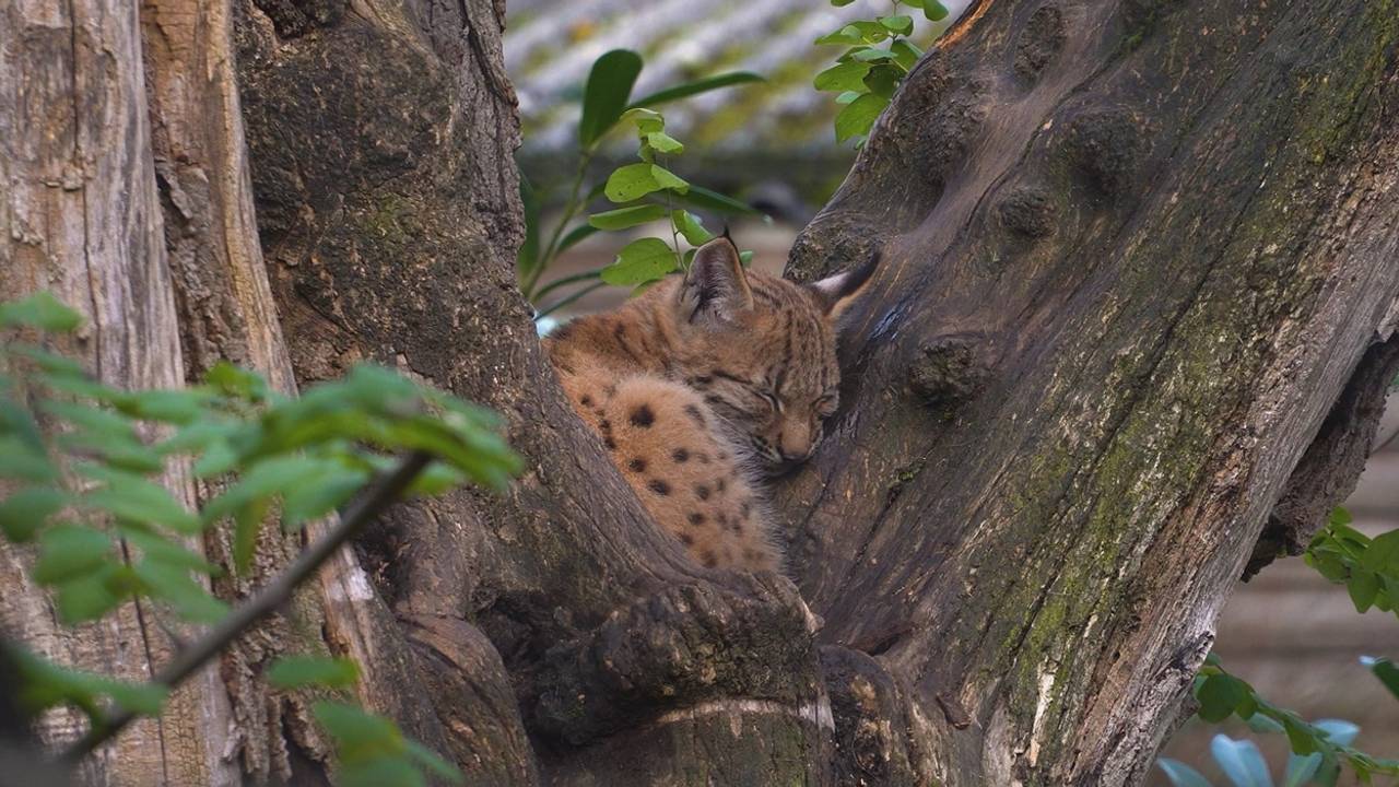 Deze jonge lynx is ontsnapt uit de dierentuin (foto: Eindhoven Zoo).