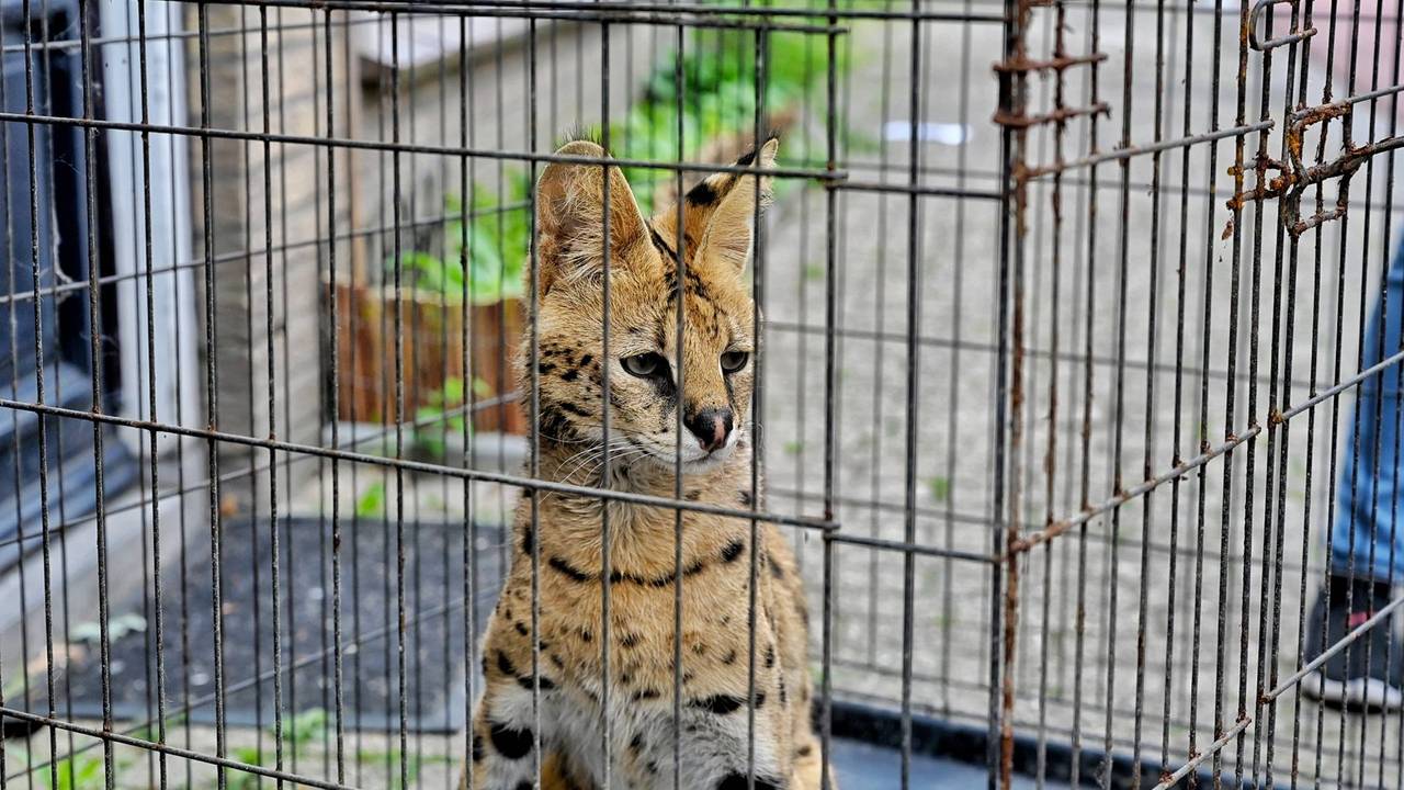 Django werd na zo'n 2,5 uur weer gevangen (foto: Toby de Kort/Persbureau Heitink).