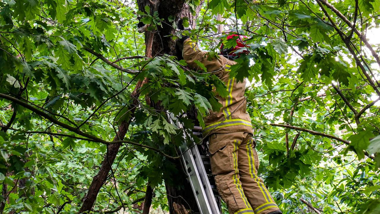 De brandweer heeft het beestje gered (foto: Harrie Grijseels/Persbureau Heitink).