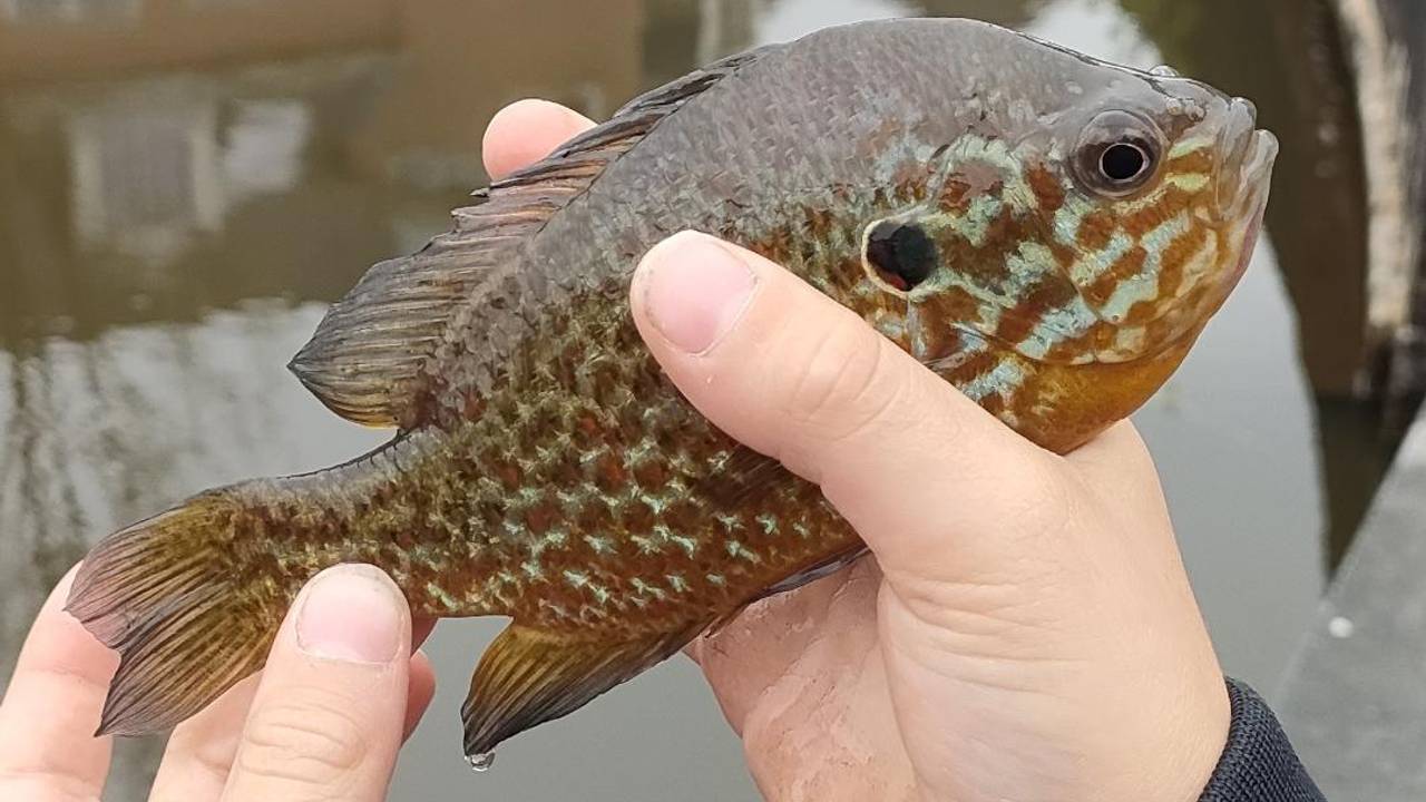 Een zonnebaars (foto: Ruud Jorissen).