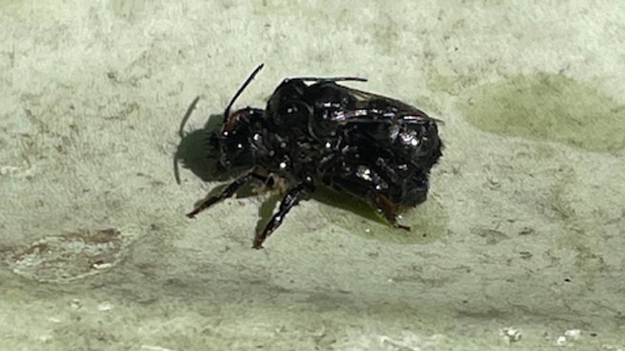 De paring van twee zandbijen (foto: Noortje van den Broek).