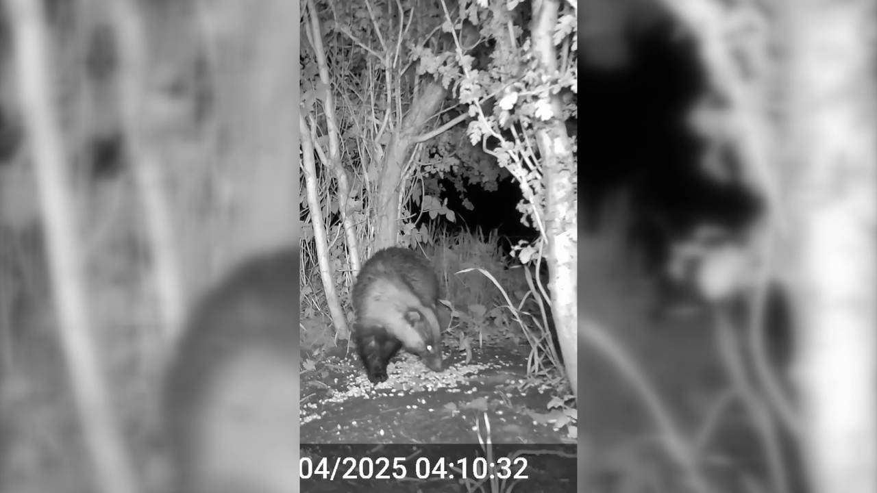 Deze das werd gespot bij de burcht.