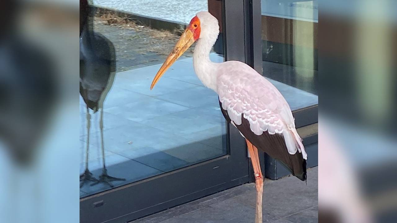 De Afrikaanse nimmerzat kijkt even kritische naar zijn eigen spiegelbeeld (foto: Jan Harm Spijkervet).