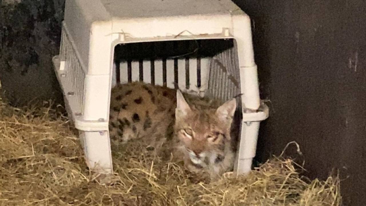 De jonge lynx is weer terug in de dierentuin (foto: Eindhoven Zoo).