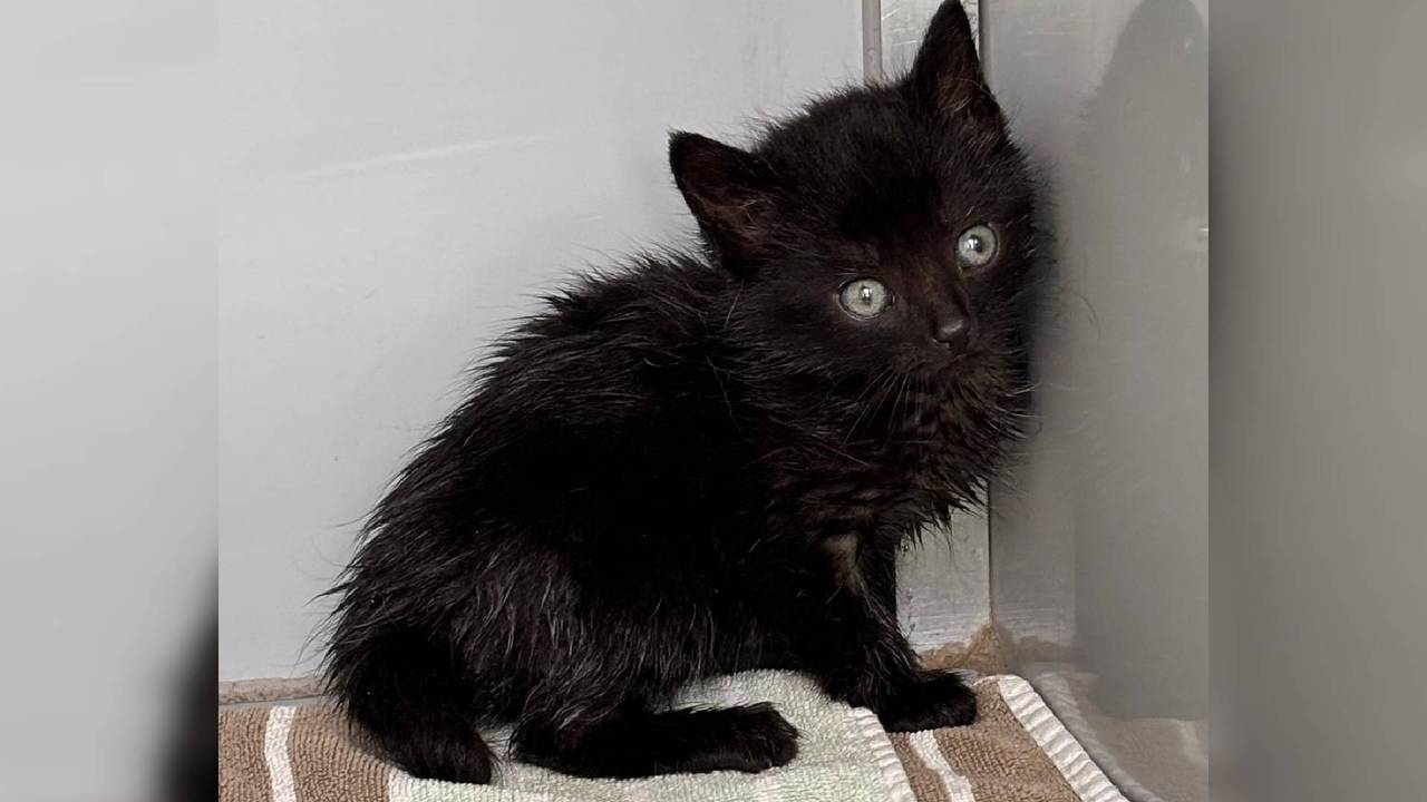 Een van de kittens (foto: Dierenambulance Brabant Noord-Oost).