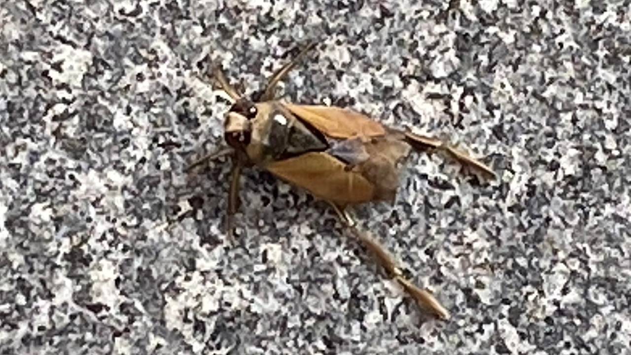Een gewoon bootsmannetje (foto: Annelies Schaafstra).