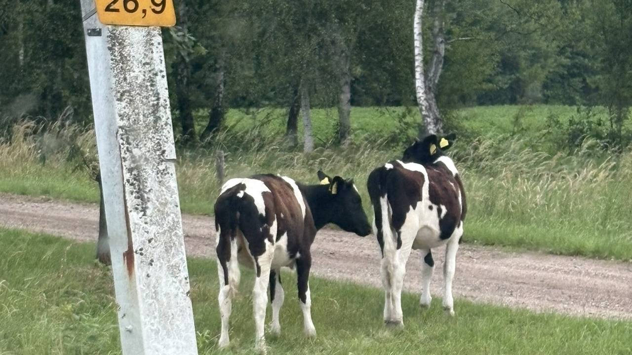'Kijk nou al die auto's, wat geinig' (foto: Weginspecteur Robert/X).