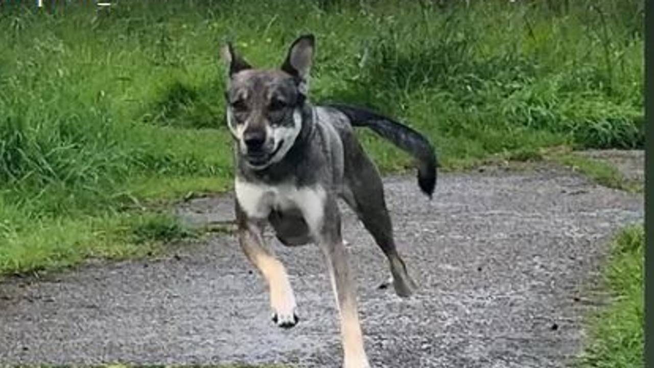 Foto: Instagram handhaving Rucphen.