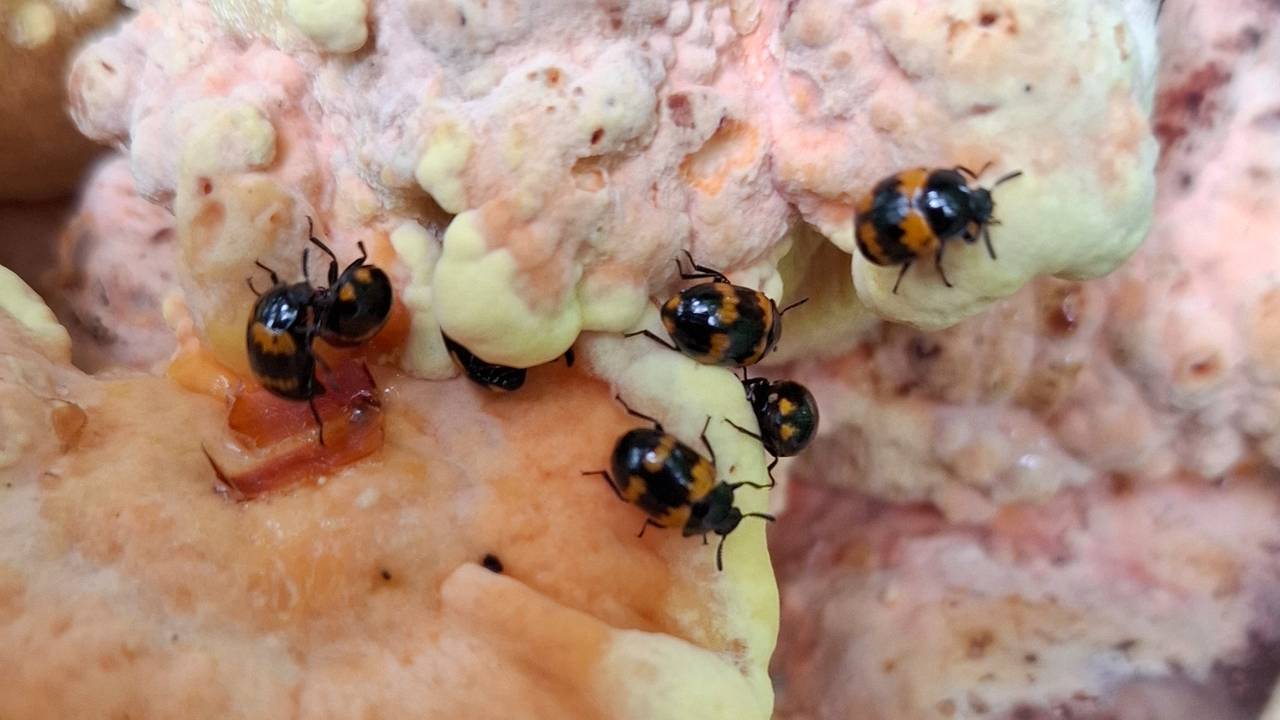 Het boletenzwartlijfje op een zwavelzwam (foto: Hélène Felix).