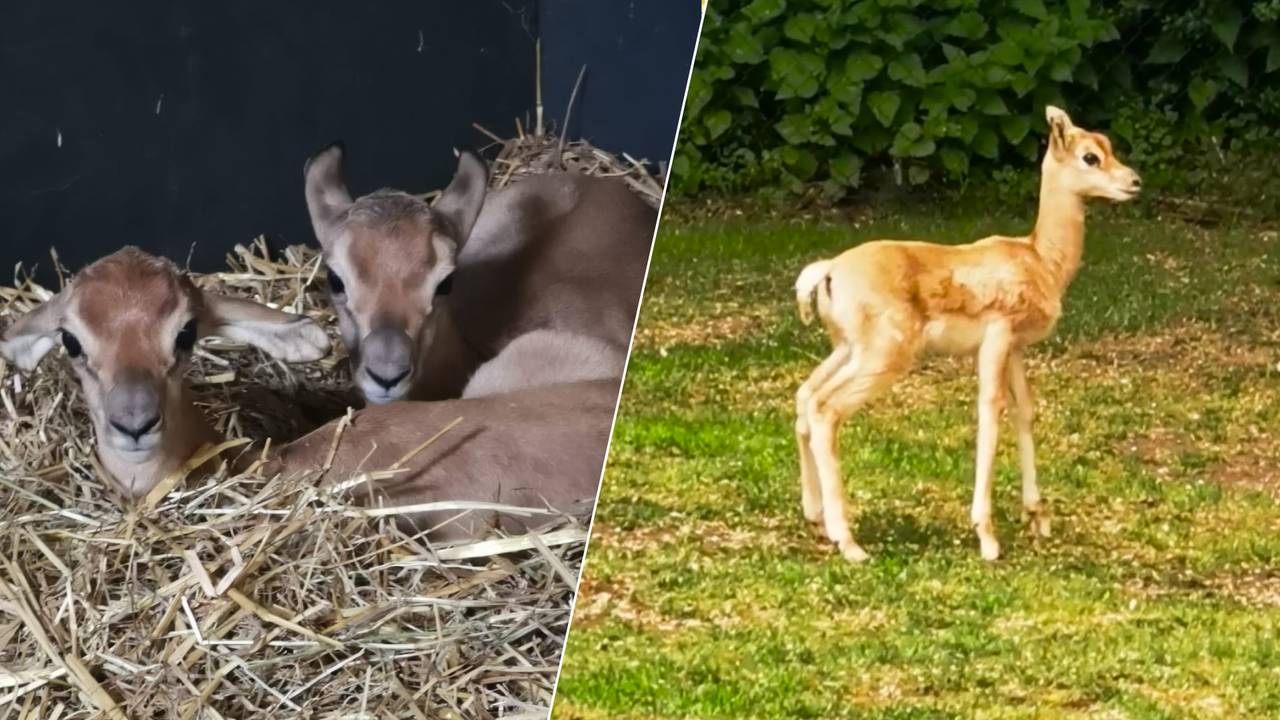 De twee kalfjes in de dierentuin (foto's: ZooParc Overloon).