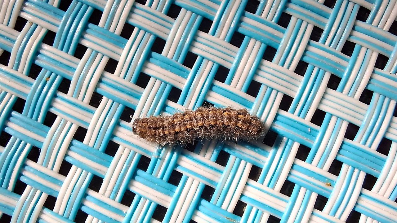 Marian heeft met enige regelmaat rupsen op de zoldertrap (foto: Marian van den Boogaard).