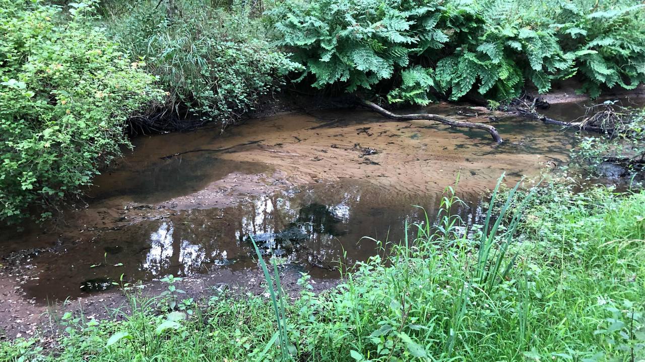De drooggevallen Beerze (foto: Frans Kapteijns).