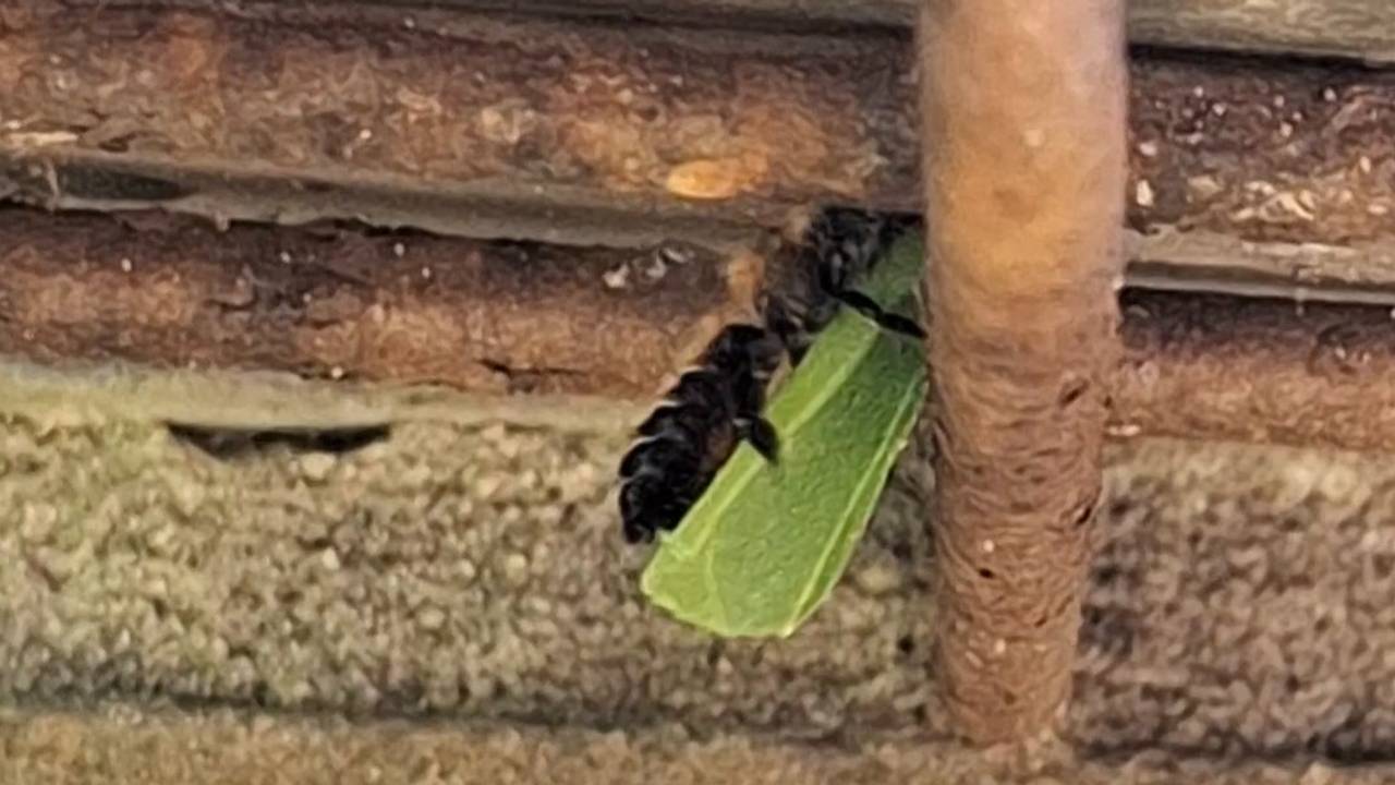 Een behangersbij spec. (foto: Francine van den Broek).