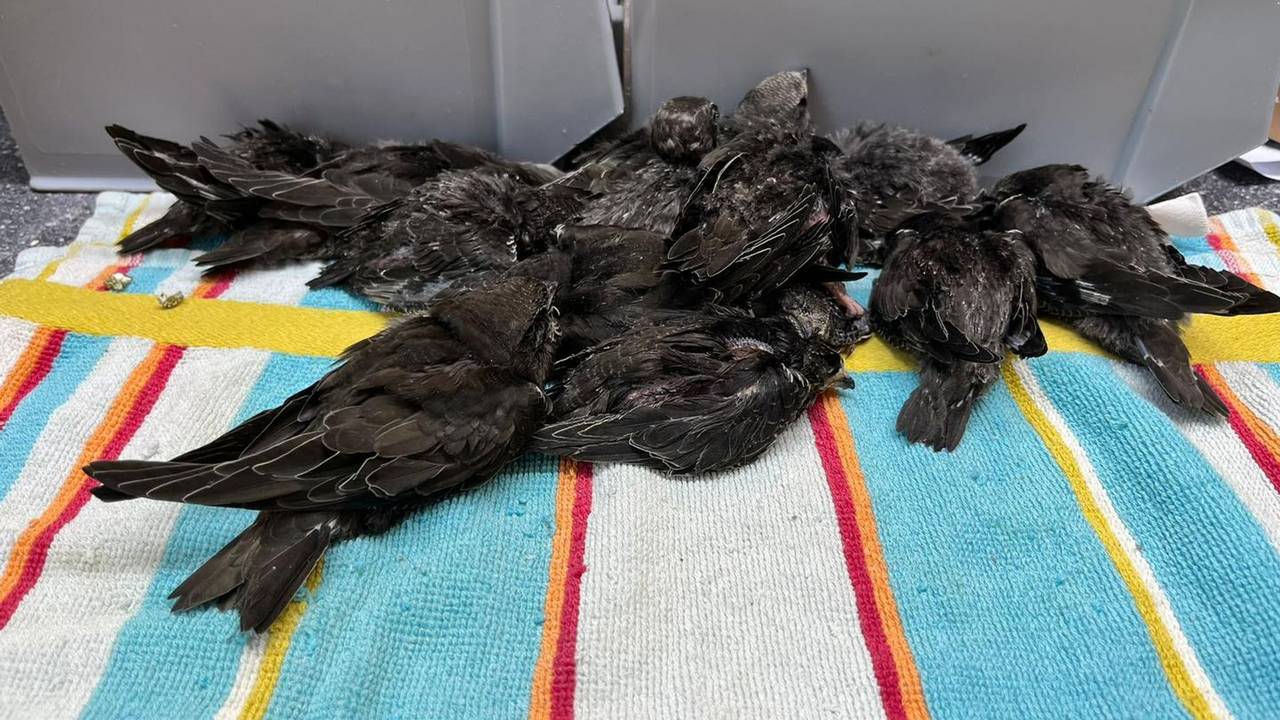 De jonge vogels moeten een paar keer per dag met de hand worden gevoerd (foto: Vogelrevalidatiecentrum Zundert).