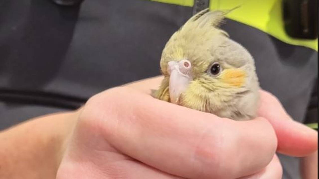 Foto: Instagram politie Leijdal.