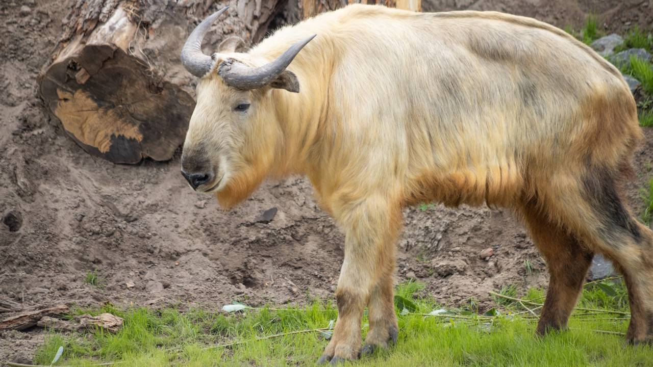 Foto: Eindhoven Zoo/Pairi Daiza.