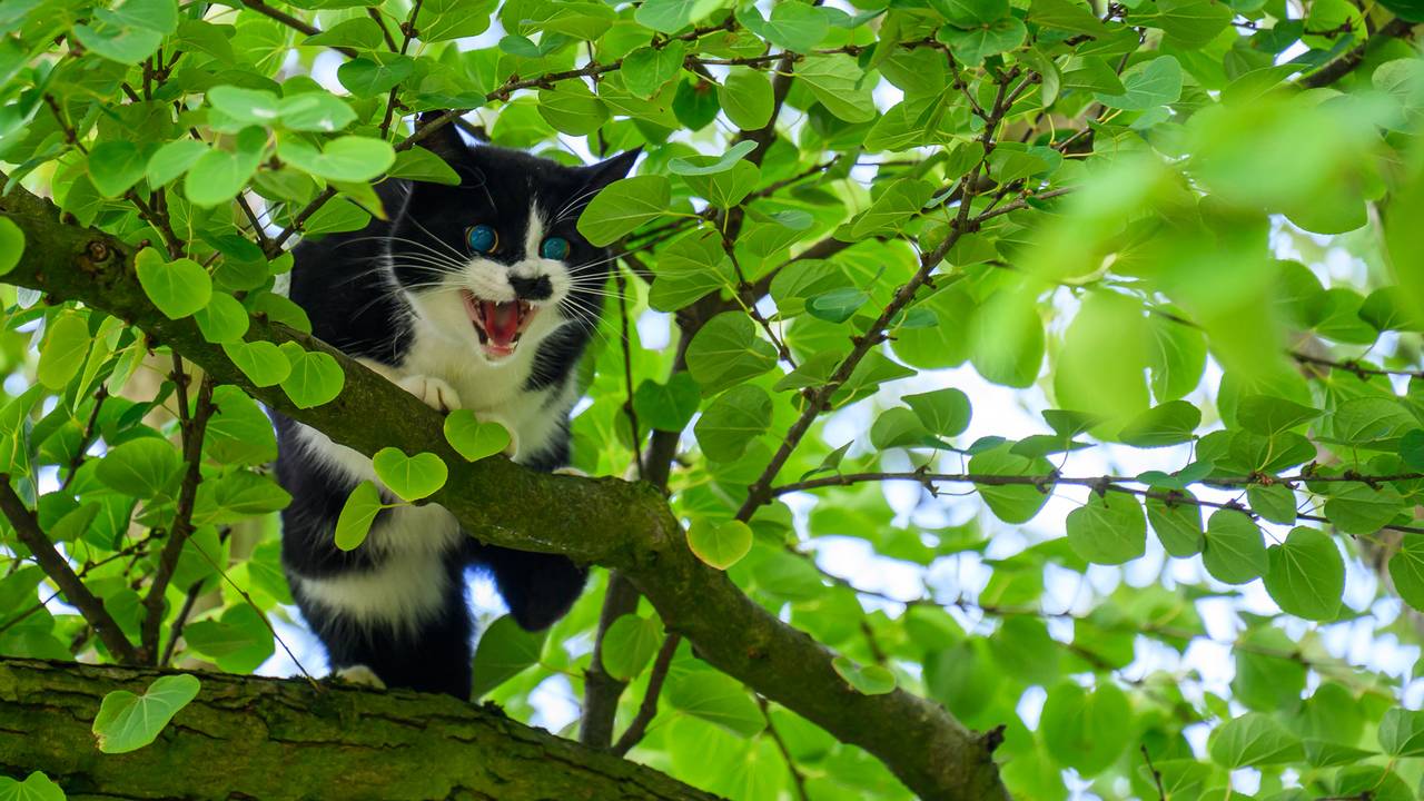 Foto: Tom van der Put/Persbureau Heitink.