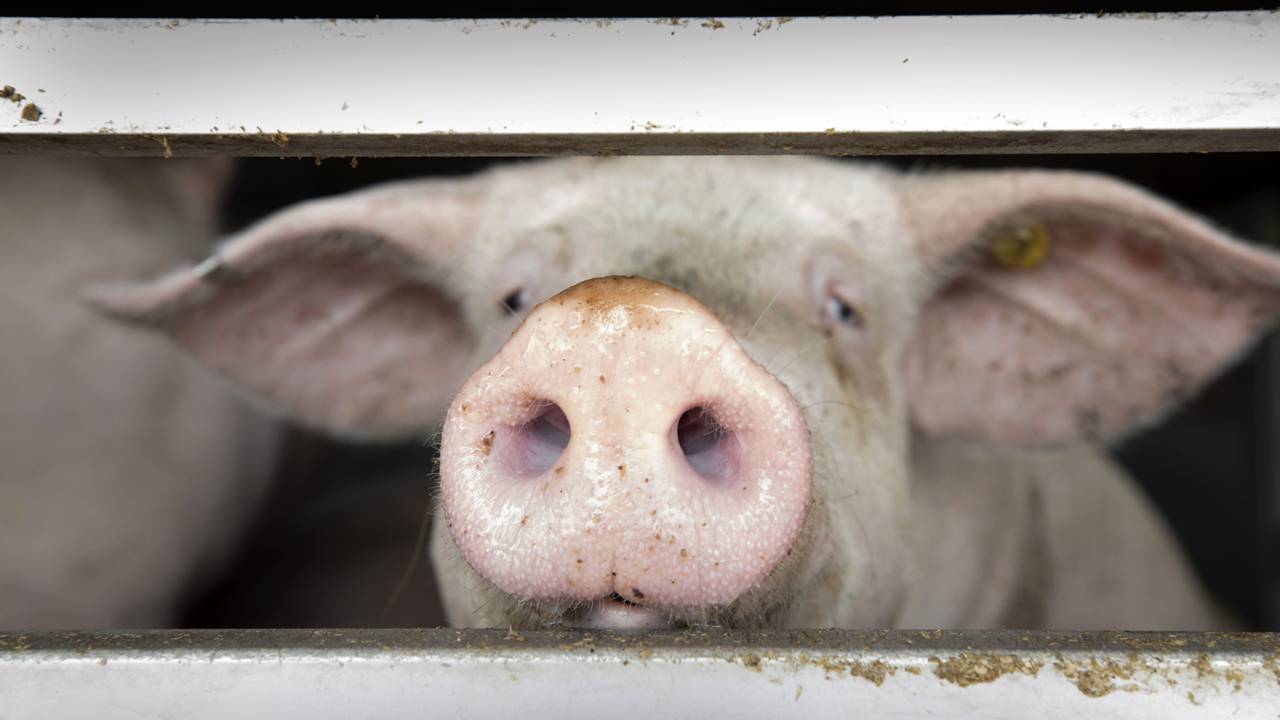 Een varkentje op weg naar het slachthuis (foto: ANP).