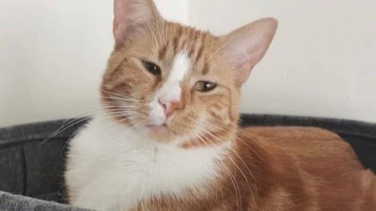 Zazou (foto: Kayleigh de Leeuw).