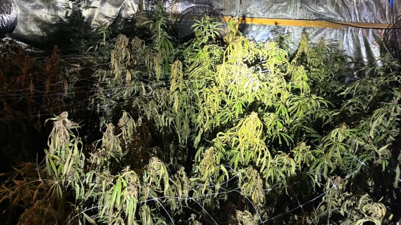 Binnen stonden 250 planten (foto: Politie Bladel).