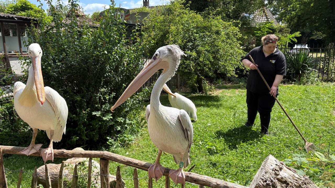 Nikki aan het werk in de dierentuin (foto: Floor Foole).