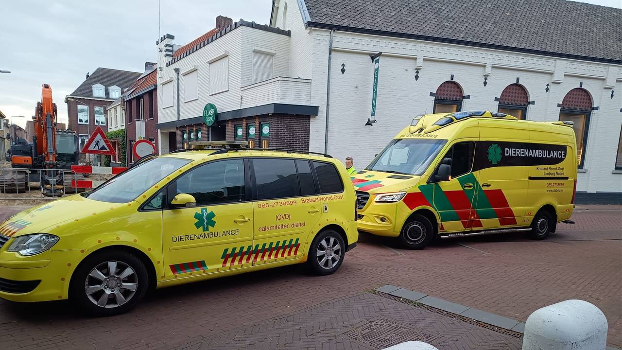 Dierenambulance Brabant Noord-Oost (foto: DABNO/Facebook).
