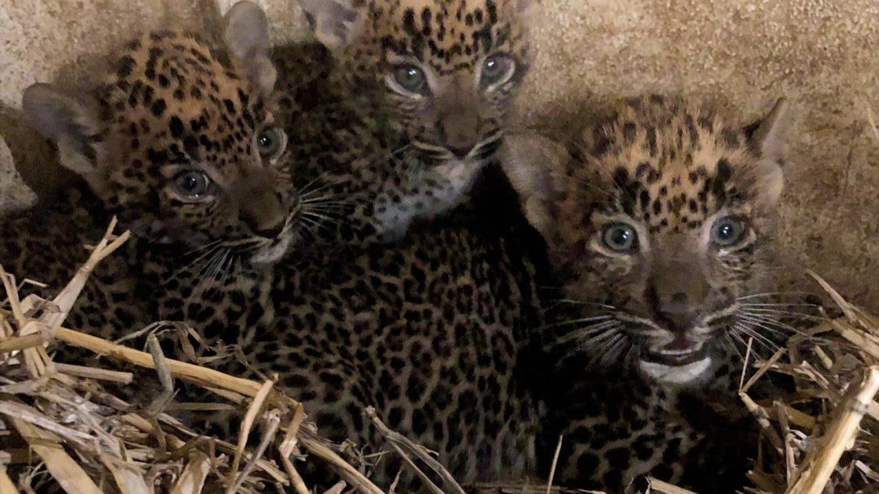 De drie panterwelpjes (foto: BestZOO).