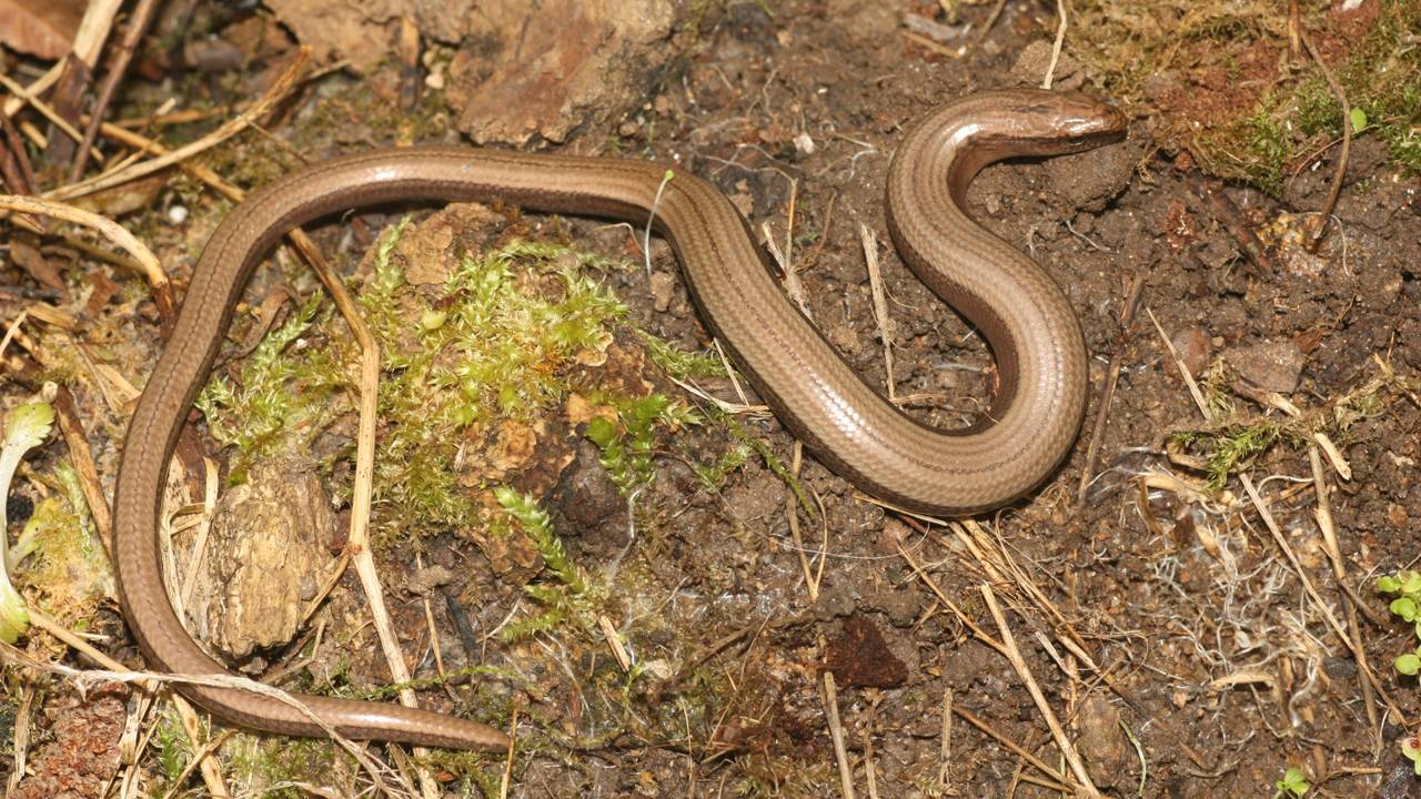 De hazelworm is een bruine hagedis zonder pootjes (Foto: Annemarie van Diepenbeek).