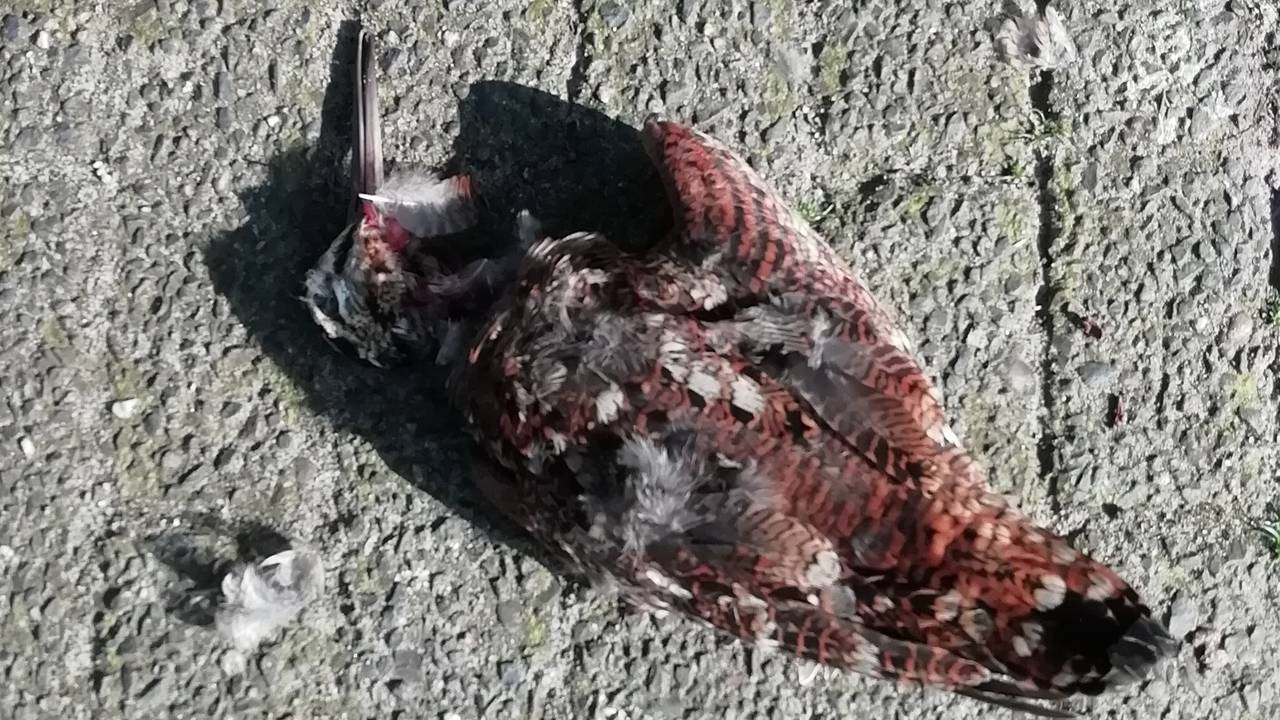 Een dode houtsnip (foto: Gemma van de Klundert).