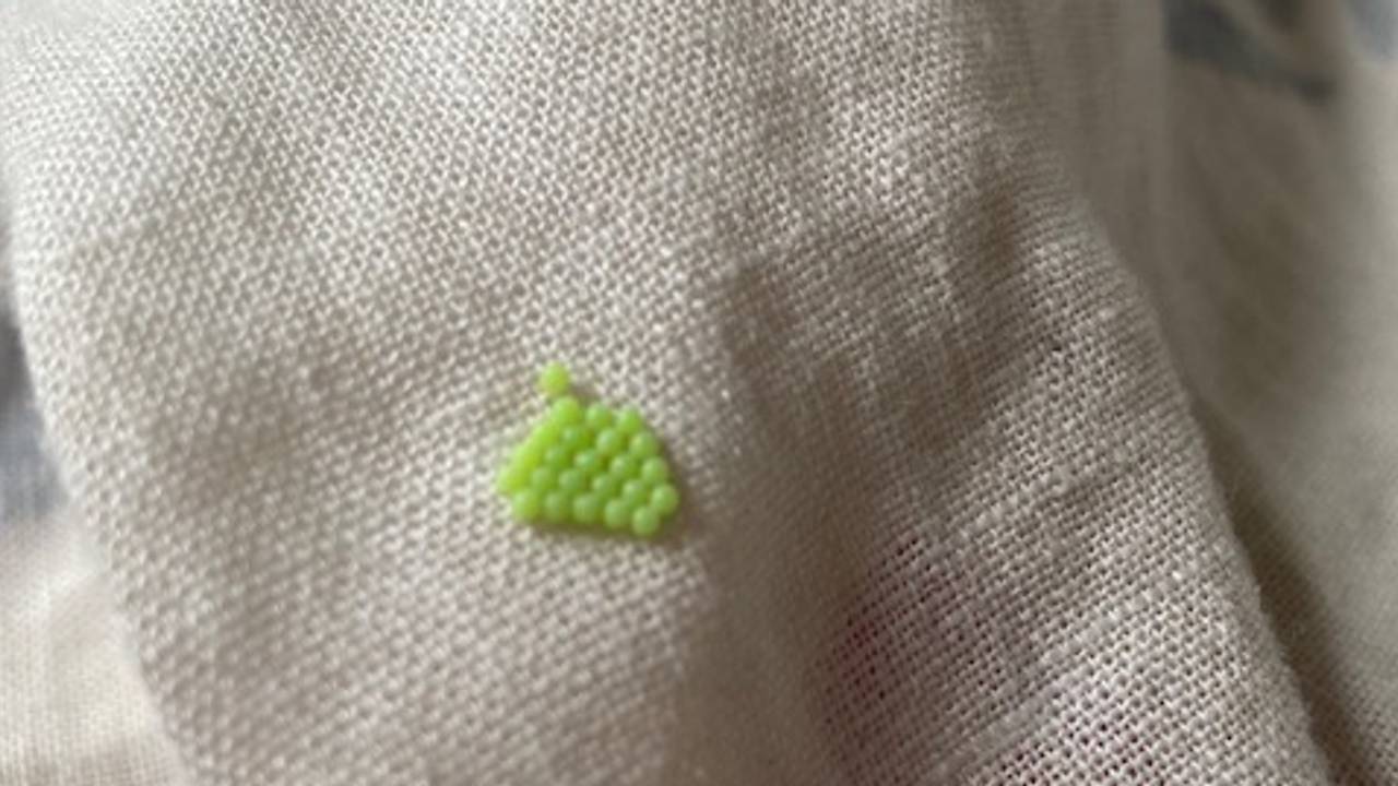 Groene eitjes (foto: Gemma van de Klundert-Bertens).