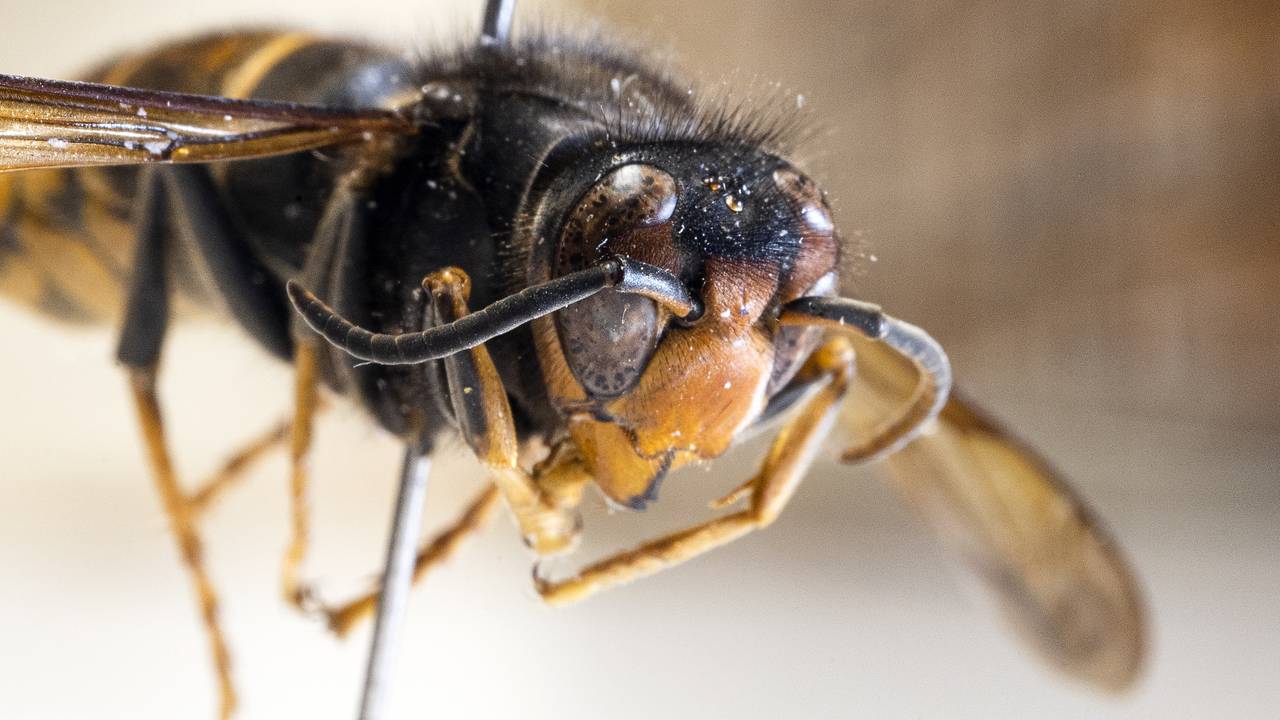 De Aziatische hoornaar verspreidt zich verder (foto: ANP).