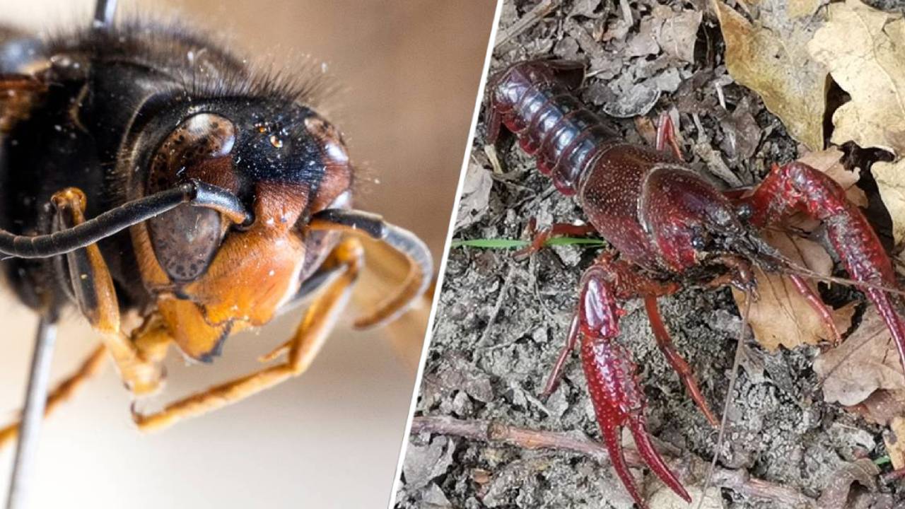 De Aziatische hoornaar en Amerikaanse rivierkreeft (foto's: ANP& archief).