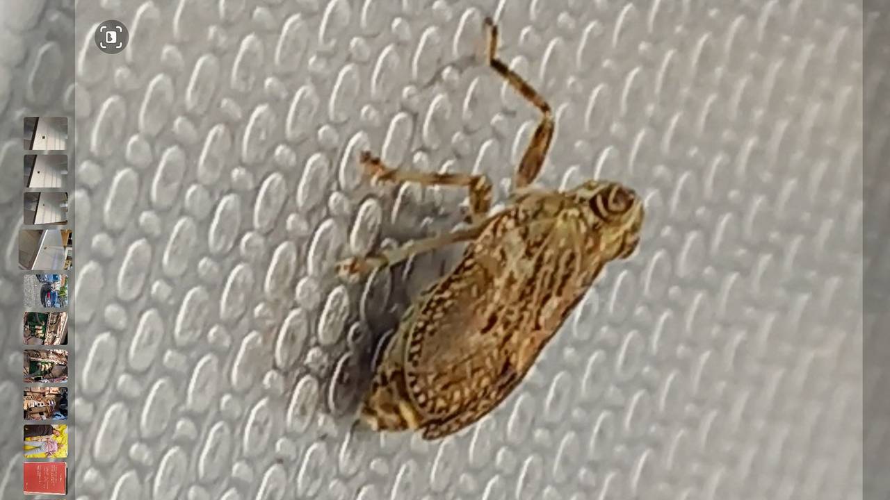 Een klimopkevercicade (foto: Raymund Duif).